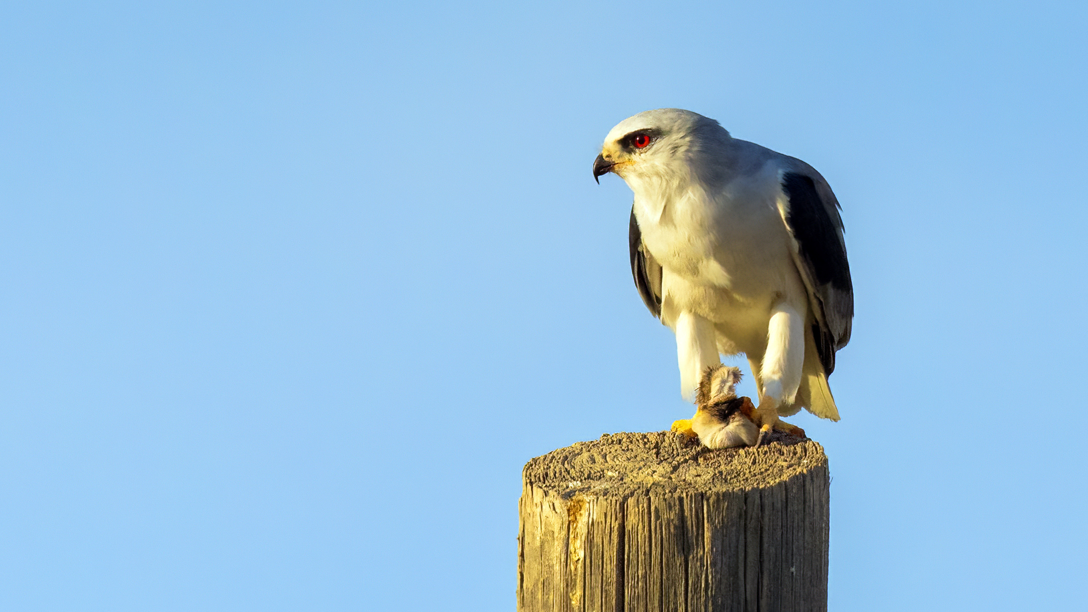 Black-winged Kite
